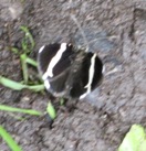 Unidentified skipper